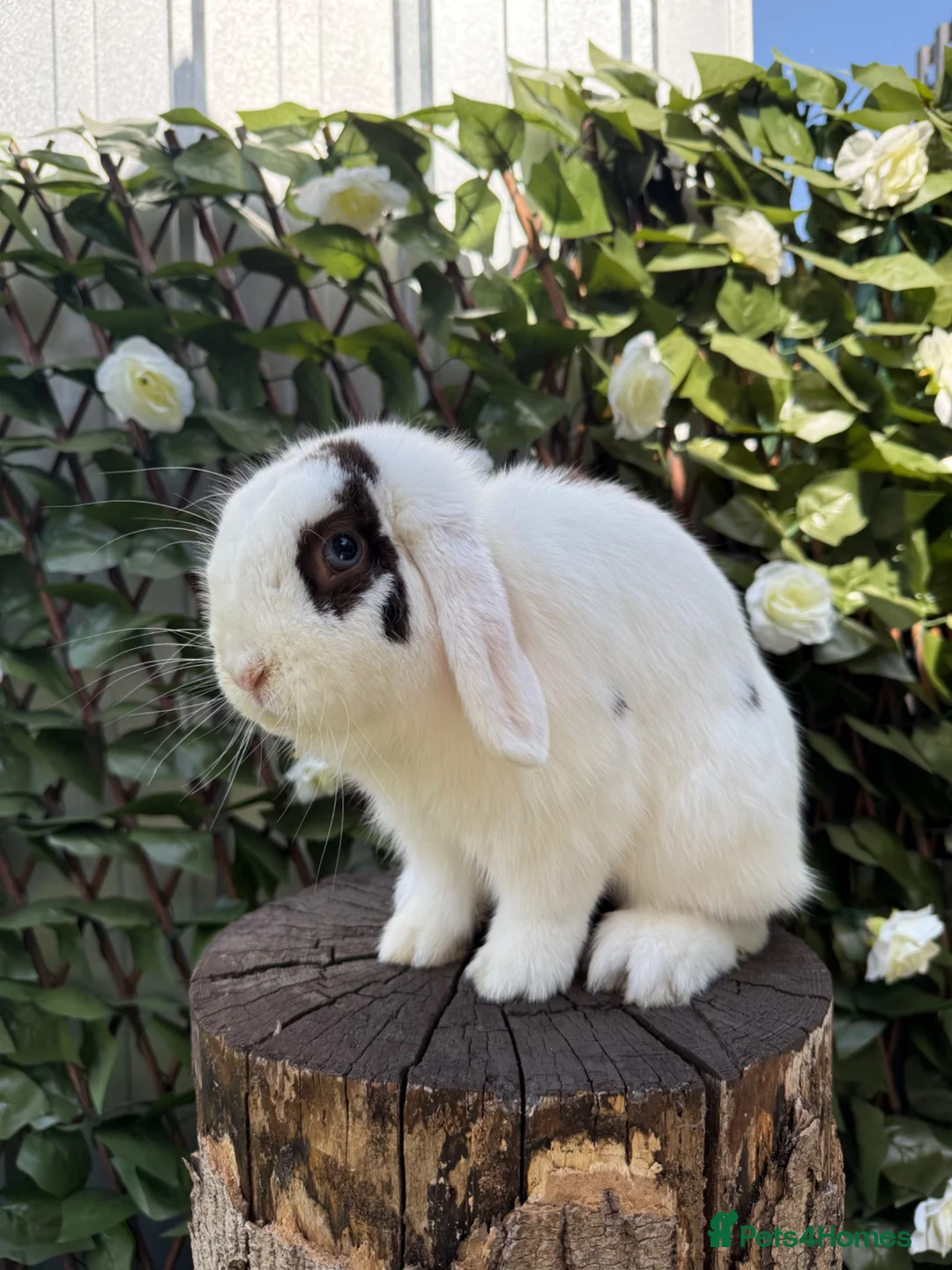 Mini Lop rabbits for sale: Male Mini Lop - Advert 2