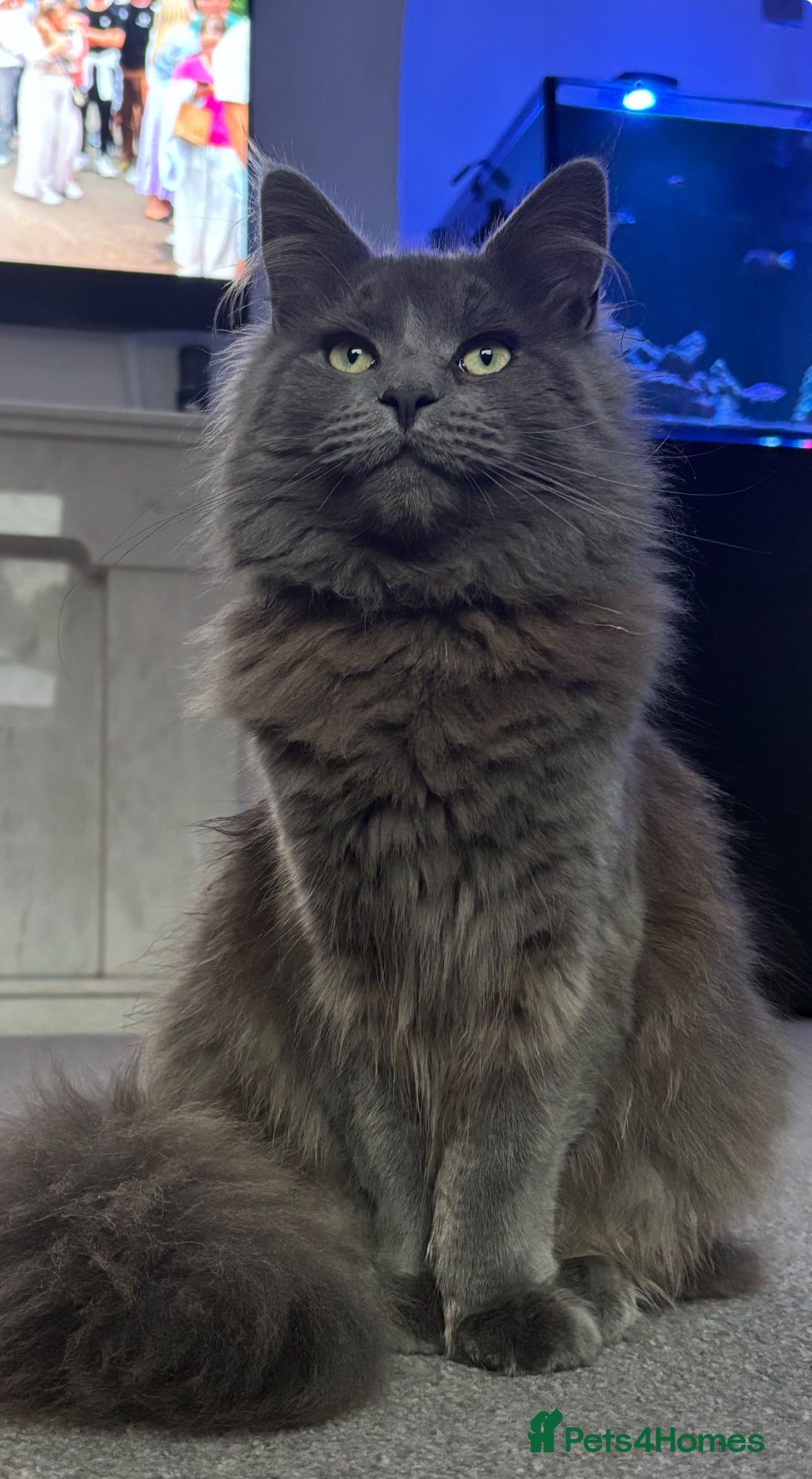 Maine Coon cats Blue Maine coon - Advert 1