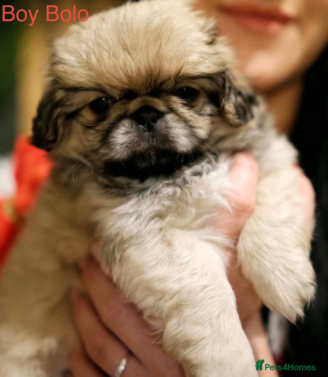 Pekingese dogs for sale: 🐾 Pekingese Puppies for Sale – 2 Girls & 1 Boy 🐾 - Advert 7