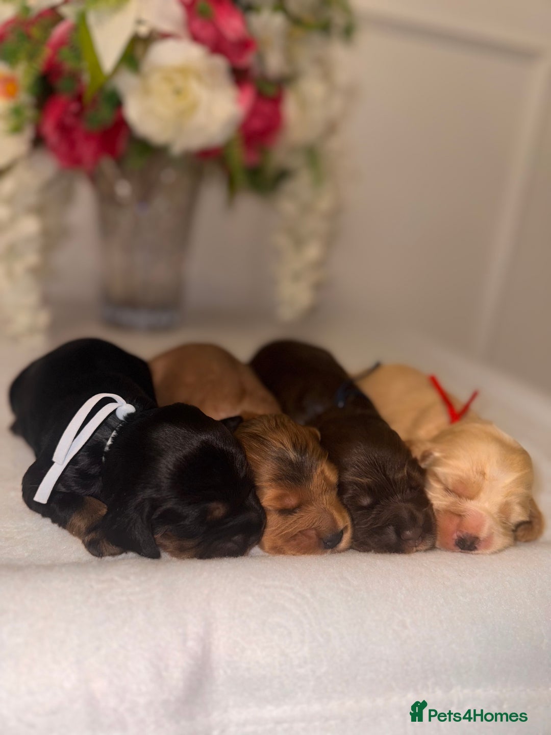 Cocker Spaniel dogs for sale: 🐶🐾beautiful show cocker spaniel puppy’s 🐶🐾 - Image 16