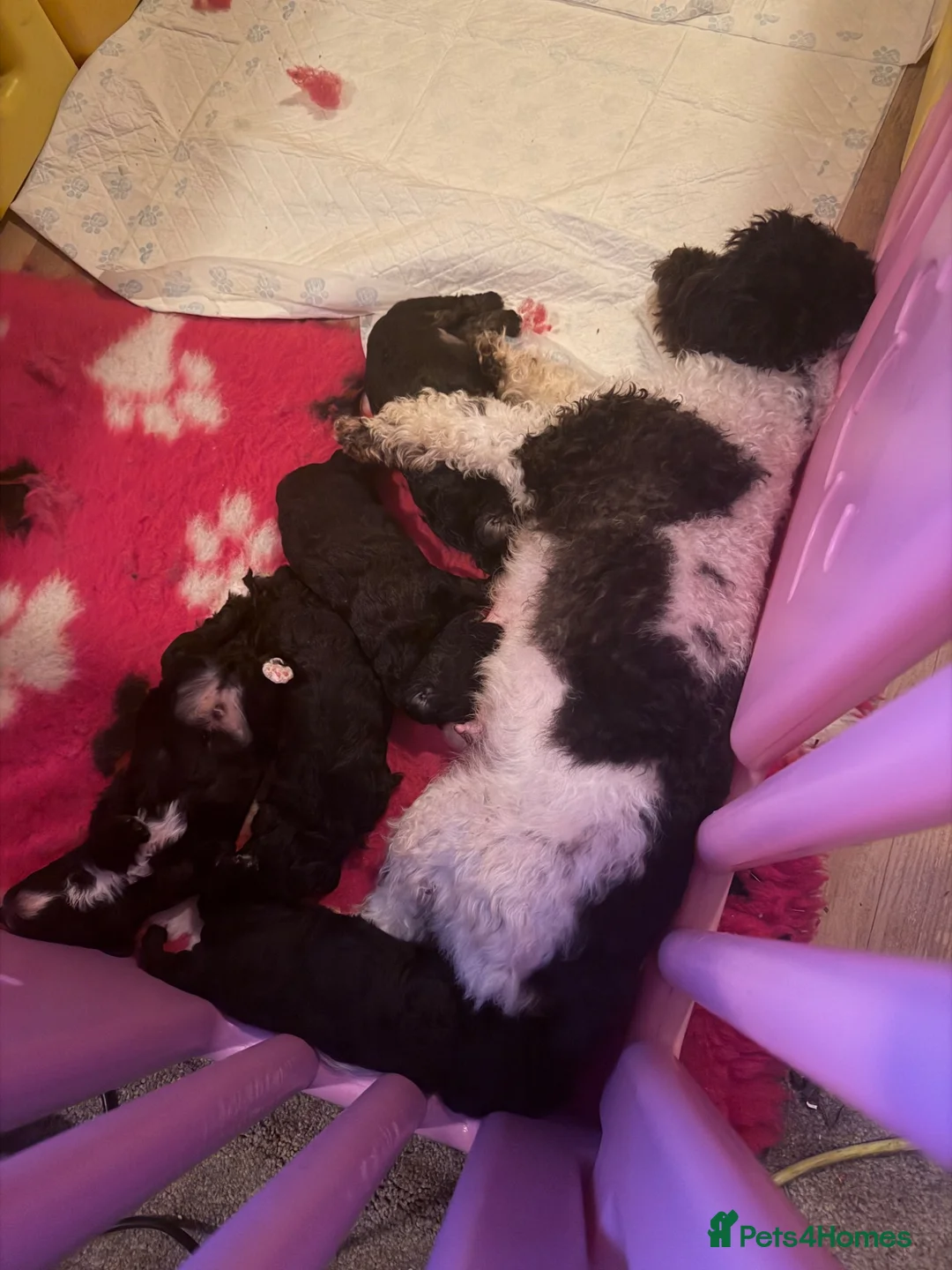 Toy Poodle dogs for sale: 4 Toy poodle boys looking for forever homes in Tredegar - Advert 1