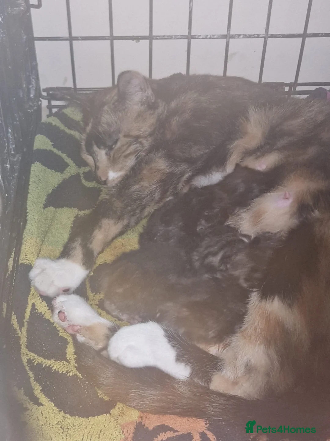 Mixed Breed cats for sale: 2 female kittens  - Advert 1