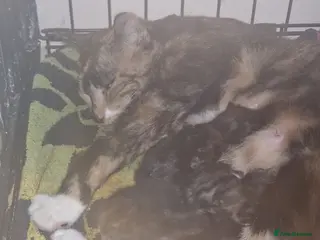 Mixed Breed cats 2 female kittens - Advert 5