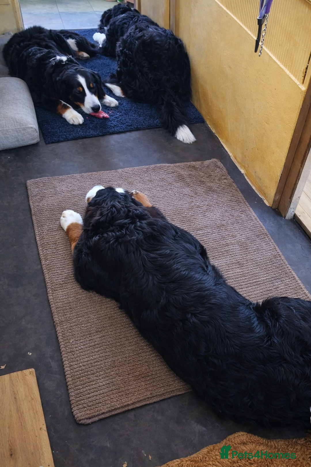 Bernese Mountain Dog dogs for stud: Bernese Mountain Dog stud service available - Advert 2