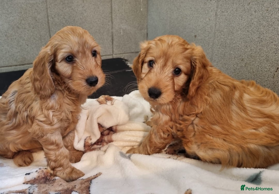 Cockapoo dogs for sale: Cockapoo puppies - Advert 3