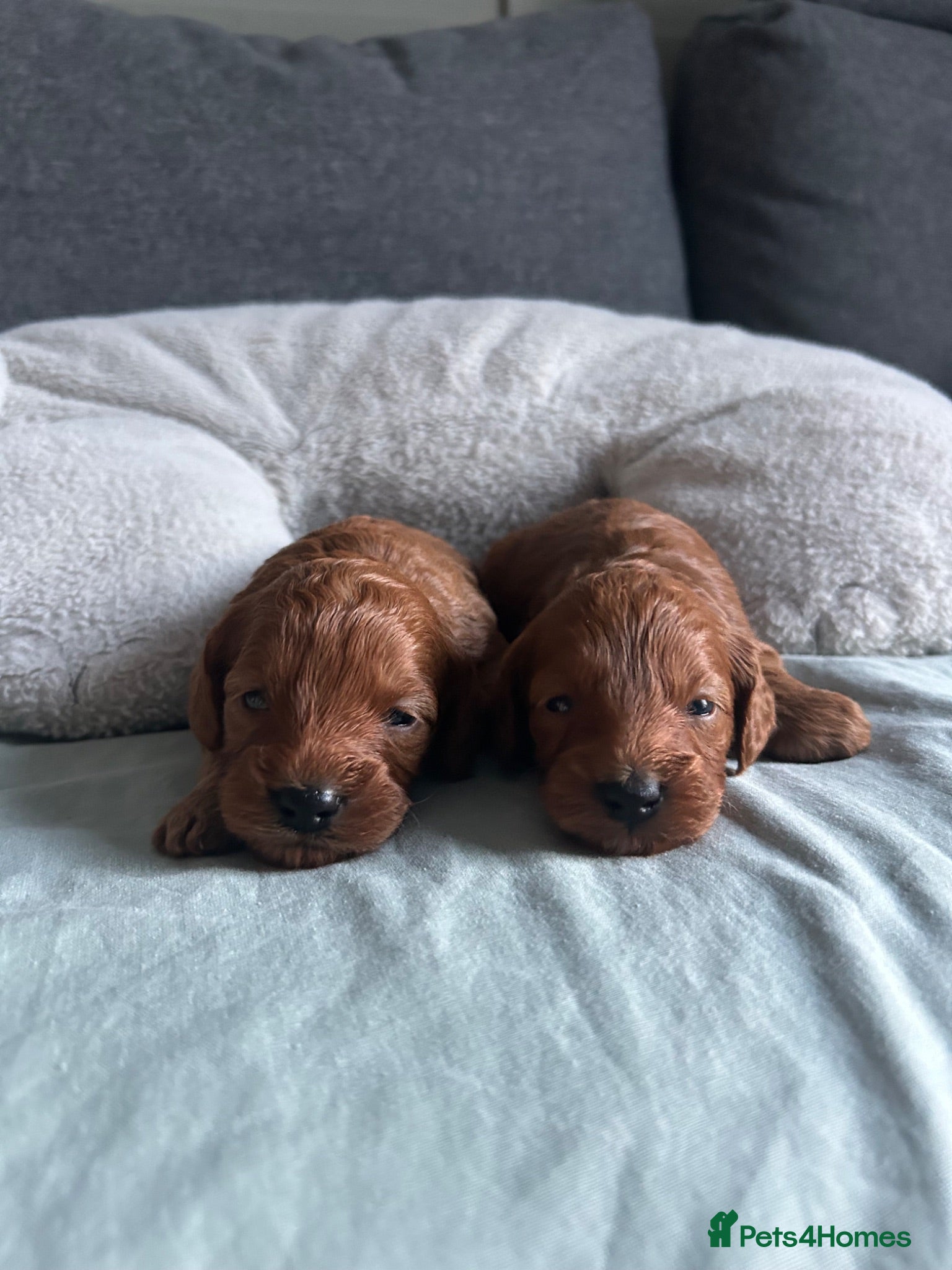 Cockapoo dogs Toy Cockapoo Puppies - Advert 4