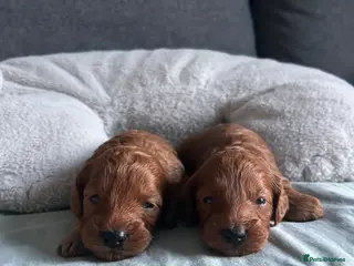Cockapoo dogs Toy Cockapoo Puppies - Advert 4