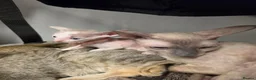 Cornish Rex cats for sale: Beautiful cornish rex kittens! - Advert 12