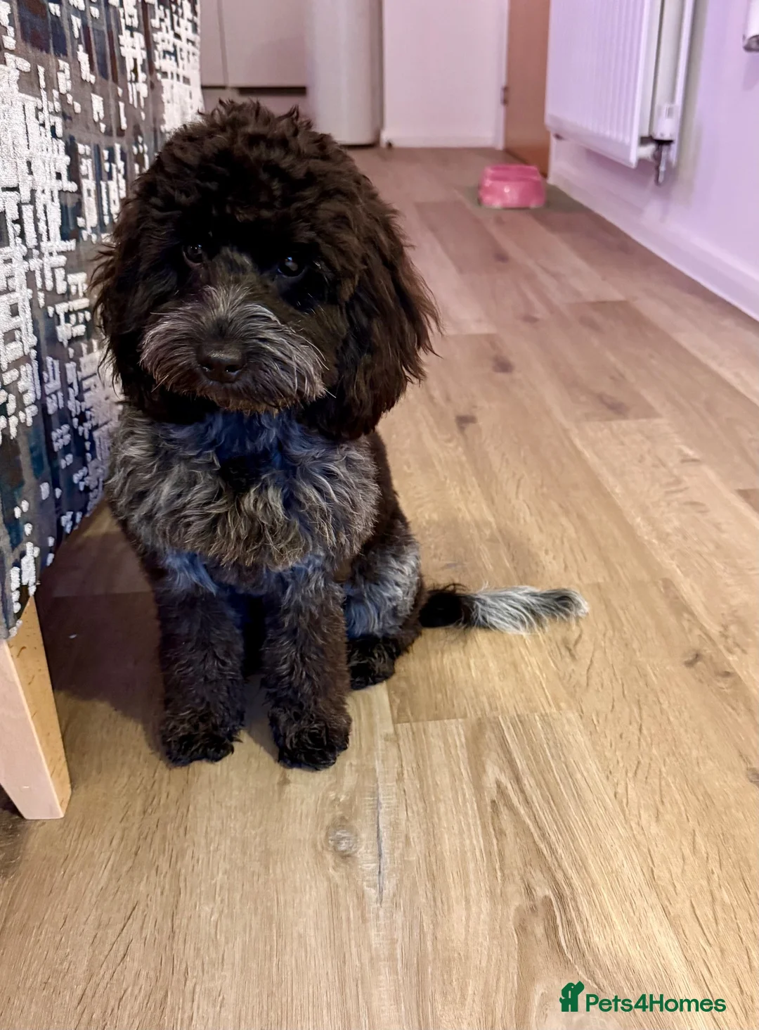 Cockapoo dogs for sale: Sweet little cockapoo female puppy aged 8 months - Advert 2