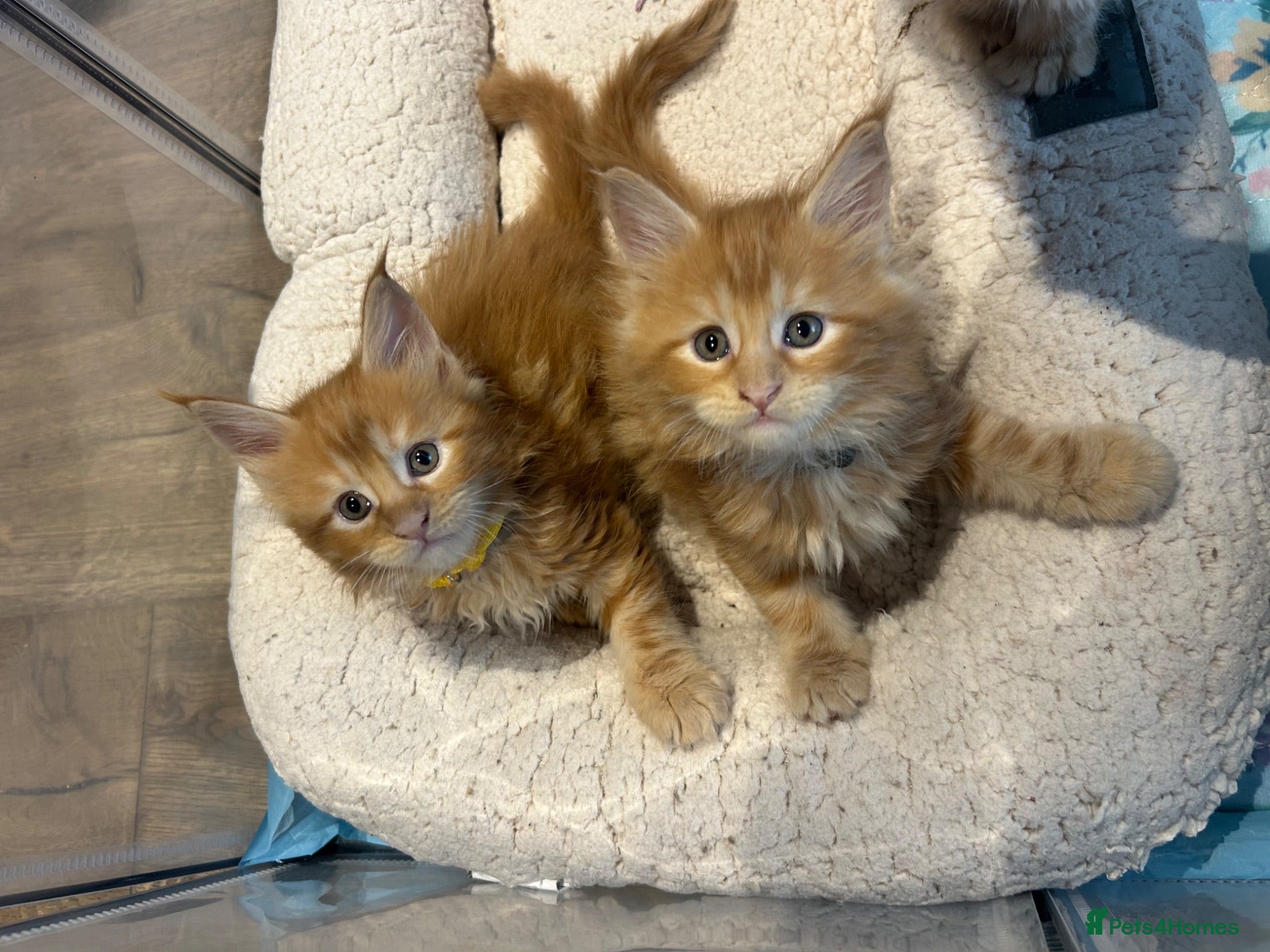 Maine Coon cats Stunning Red Kittens TICA reg  - Advert 1