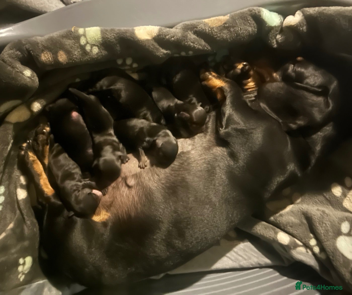 Mixed Breed dogs Doxiflo Dachshund x floodle mix  - Advert 7