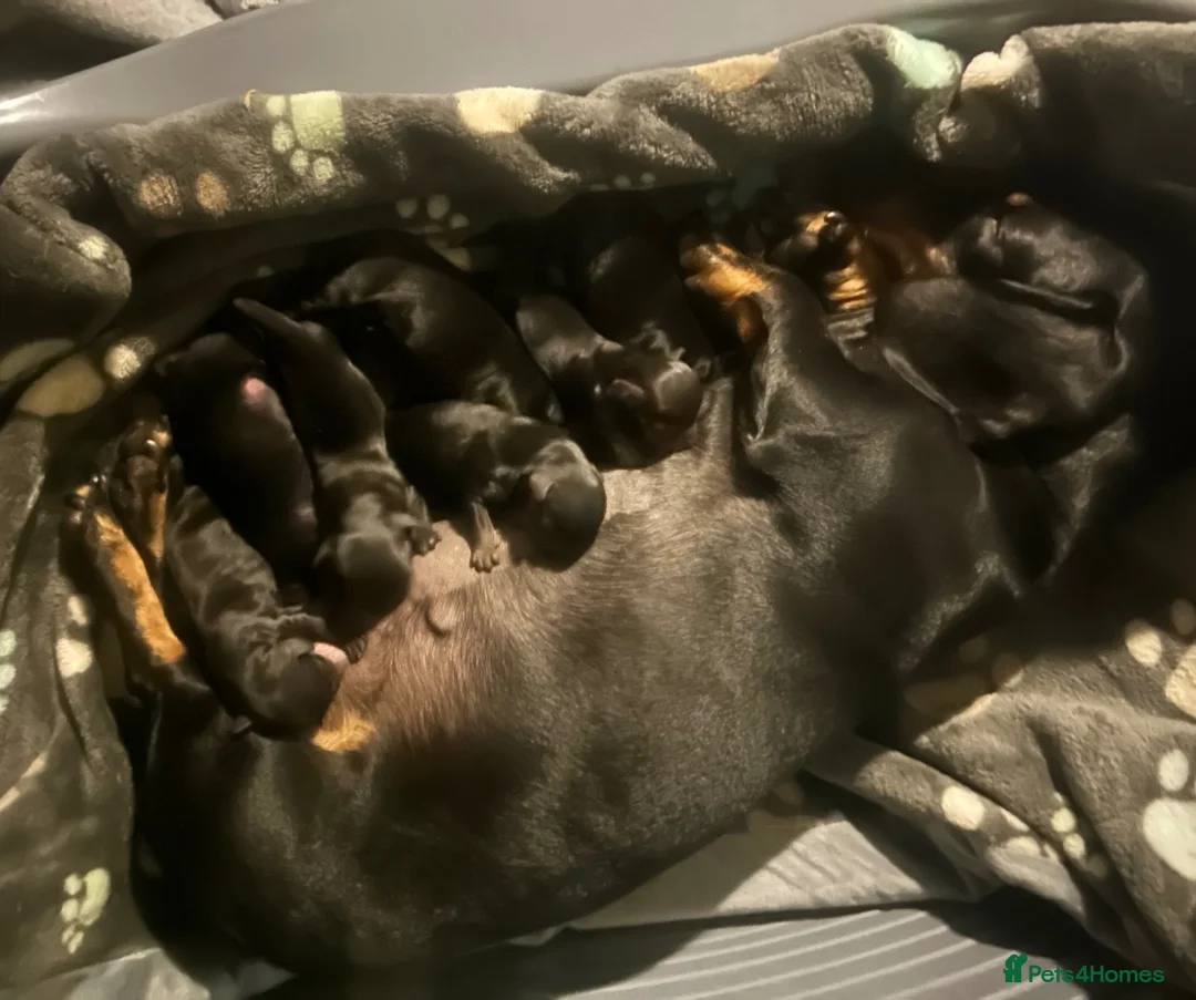 Mixed Breed dogs for sale: Doxiflo Dachshund x floodle mix  - Advert 1