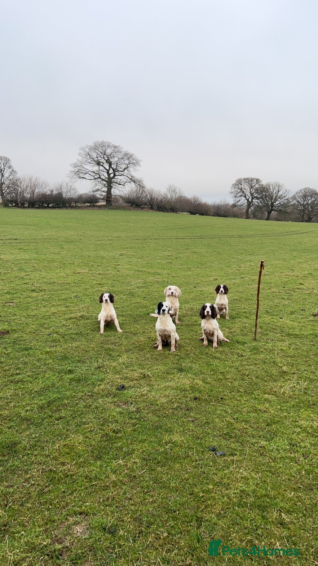English Springer Spaniel dogs for stud: HEALTHTESTED WORKING ENGLISH SPRINGER SPANIEL in Bishop Auckland - Advert 13