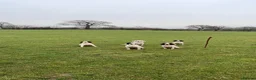 English Springer Spaniel dogs for stud: HEALTHTESTED WORKING ENGLISH SPRINGER SPANIEL in Bishop Auckland - Advert 16