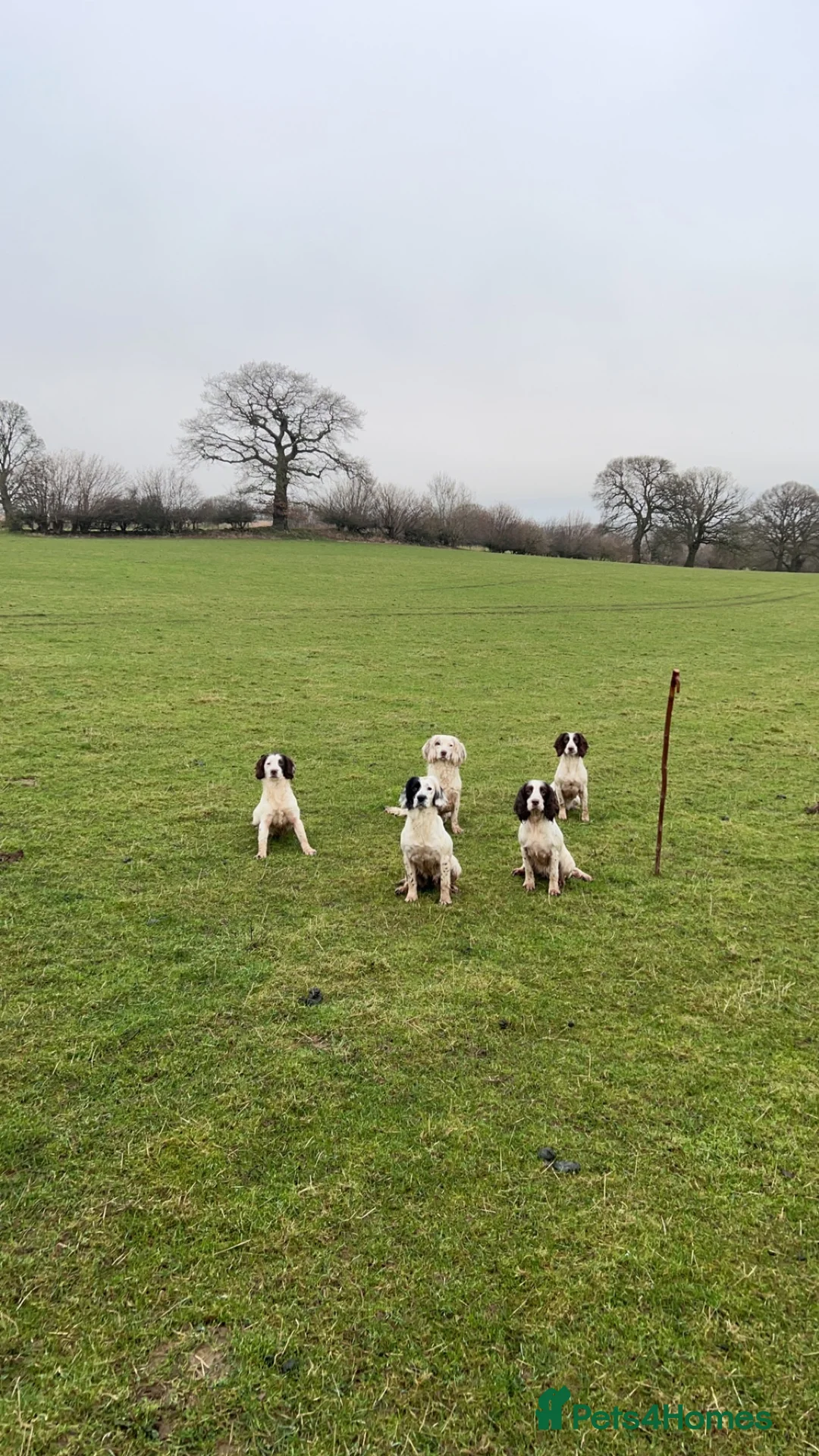 English Springer Spaniel dogs for stud: HEALTHTESTED WORKING ENGLISH SPRINGER SPANIEL in Bishop Auckland - Advert 16