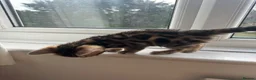 Bengal cats for sale: Baby pure bengal male  - Advert 6