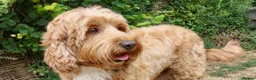 Labradoodle dogs for stud: 100 percent Australian health tested family boy - Advert 8