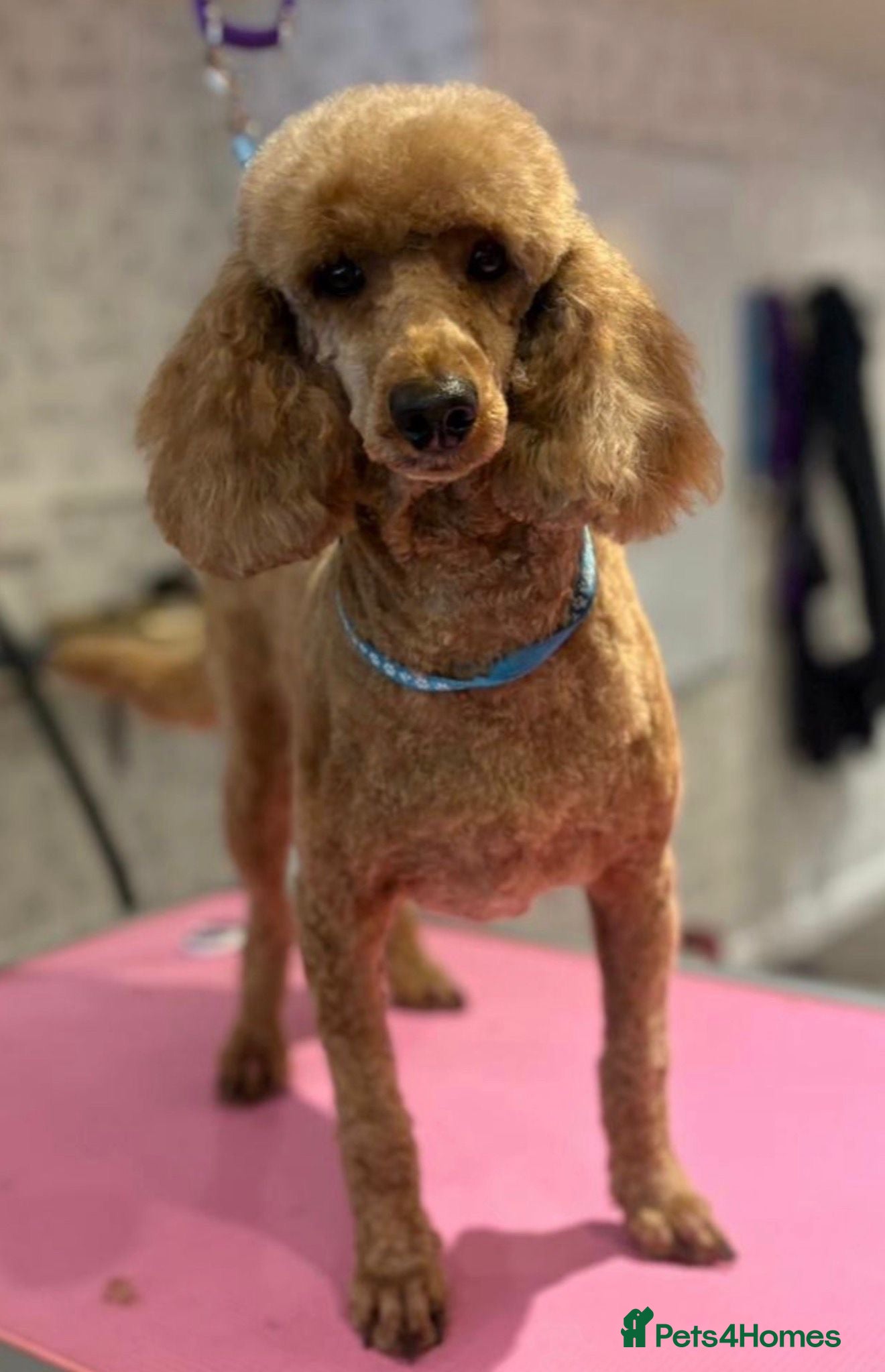 Cavapoo dogs for sale: Stunning Red Cavapoo Puppies - Advert 14