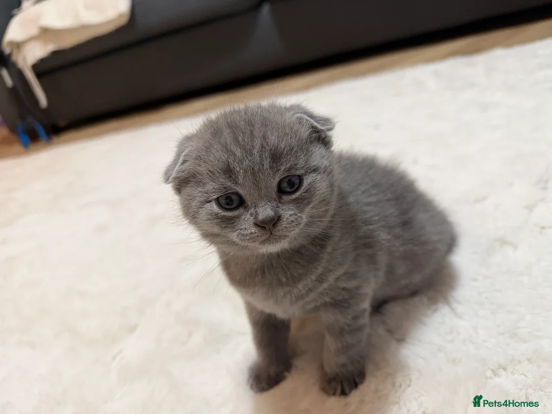 Scottish Fold cats for sale: 3 male Scottish fold kittens - Advert 1