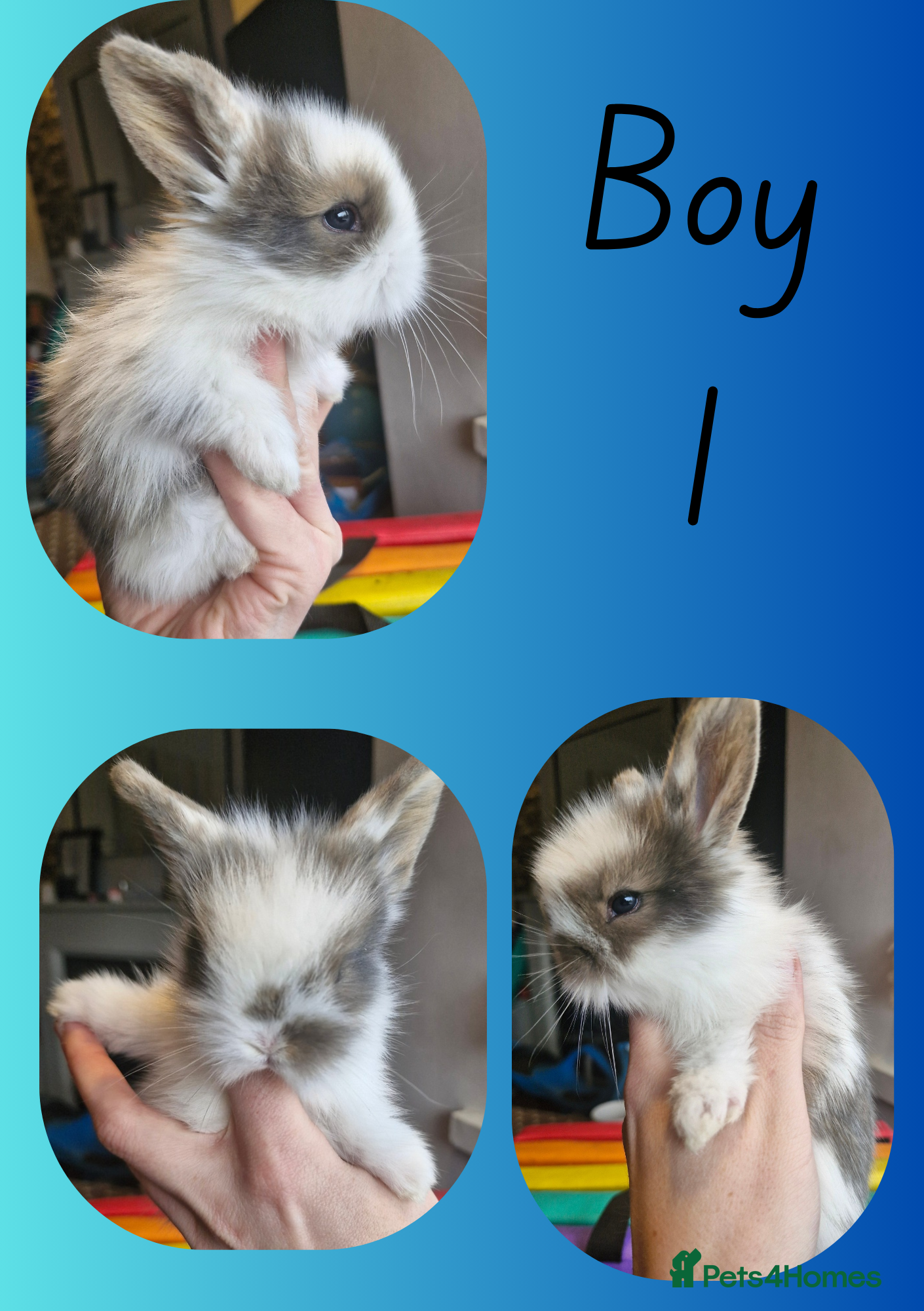 Mini Lion Lop rabbits Mini Lop X Double Maned Lionhead Babies - Advert 5