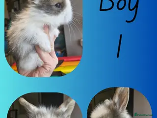 Mini Lion Lop rabbits Mini Lop X Double Maned Lionhead Babies - Advert 5