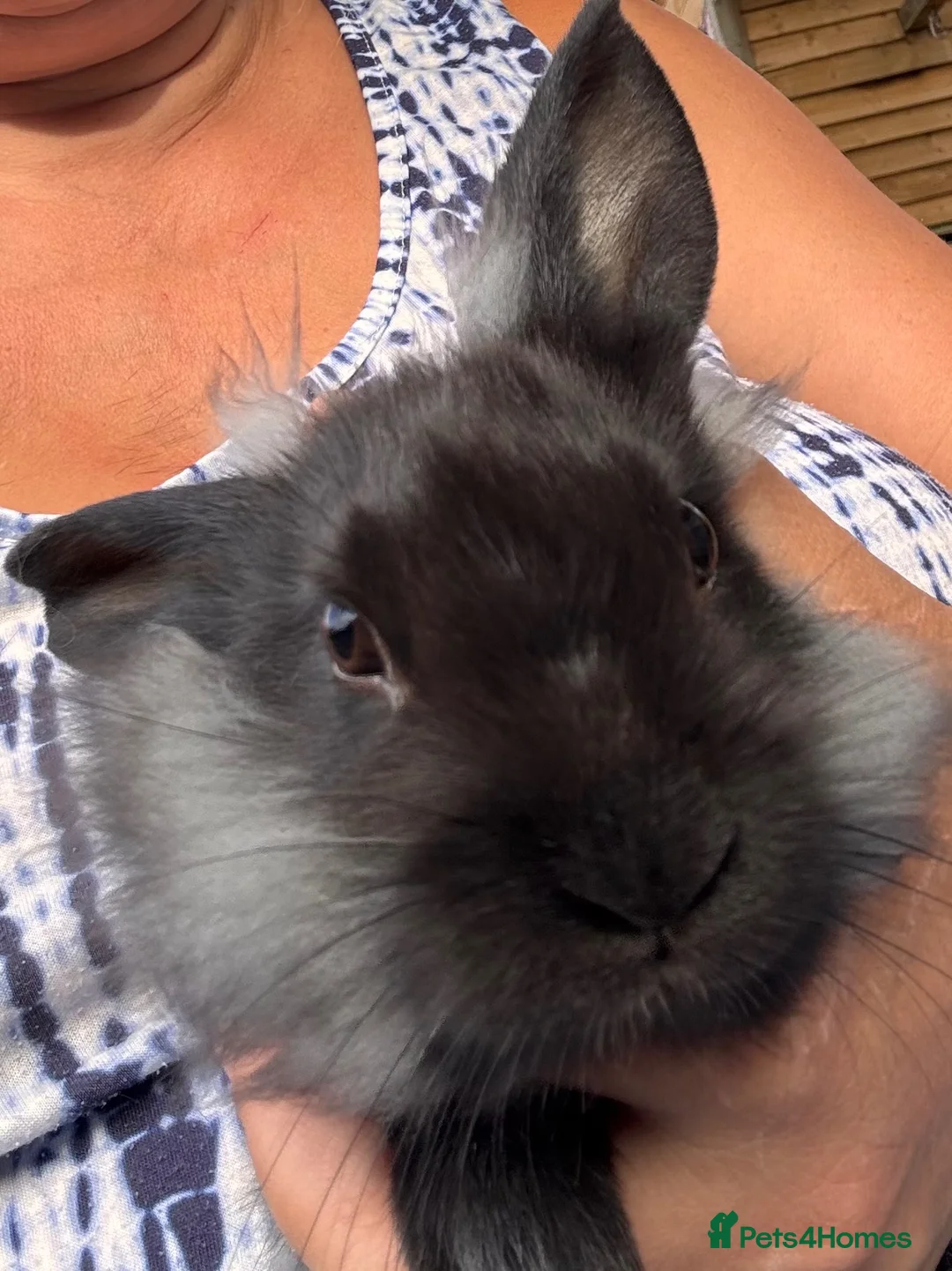 Lionhead rabbits for sale: 🐰 LIONHEAD X REX RARE HAND-REARED BABY BUNNIES 🐰 - Advert 6