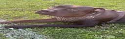 Cane Corso dogs for sale: X4 female cane corso  - Advert 8