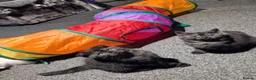 Scottish Fold cats for sale: 🩵🩷Scottish fold babies ready to leave now🩷🩵 - Advert 15