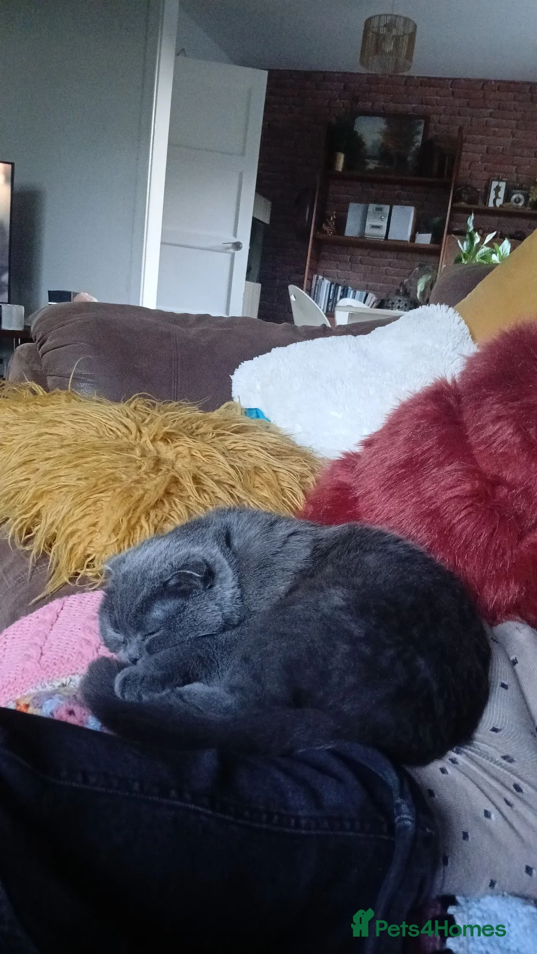 Scottish Fold cats for sale: LENA 🥰 - Advert 7
