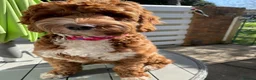 Mixed Breed dogs for sale: Australian Labradoodles RED/ WHITE TUX Girls  - Advert 16