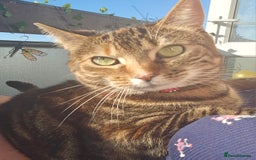 Mixed Breed cats for sale: Beautiful Kitty ♥️ - Image 5