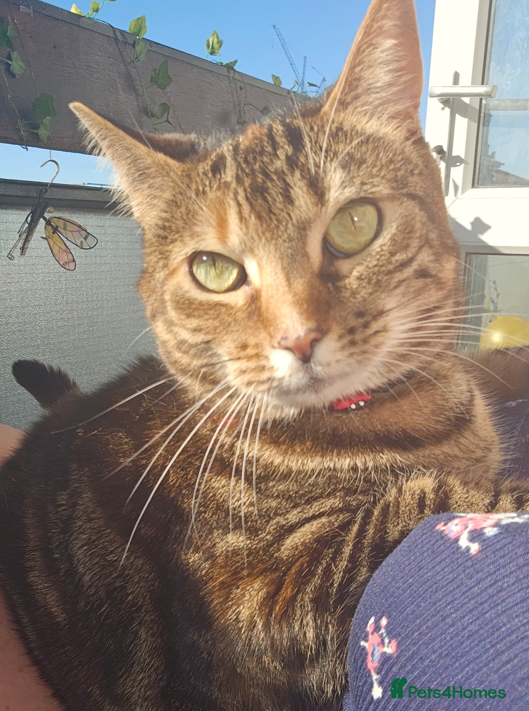 Mixed Breed cats for sale: Beautiful Kitty ♥️ - Image 5