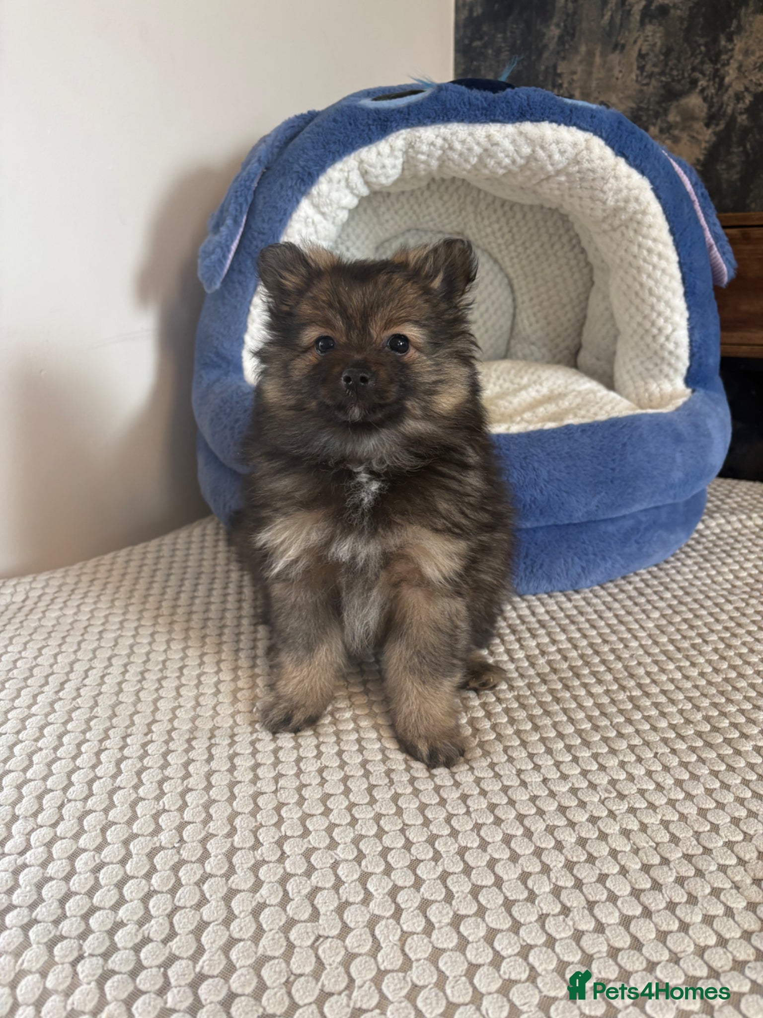 Pomeranian dogs READY NOW! 2 BEAUTIFUL POMERANIAN PUPPIES - Advert 1