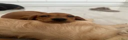 Miniature Dachshund dogs for stud: KC Registered Cream Long Haired Dachshund Stud - Advert 4