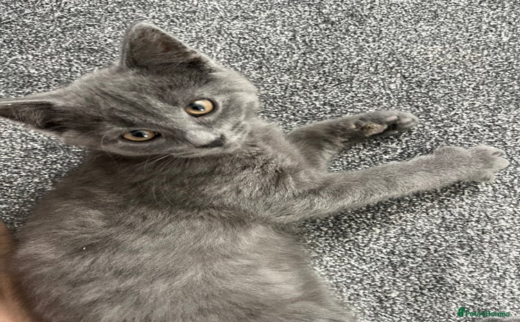 Mixed Breed cats - Advert 15