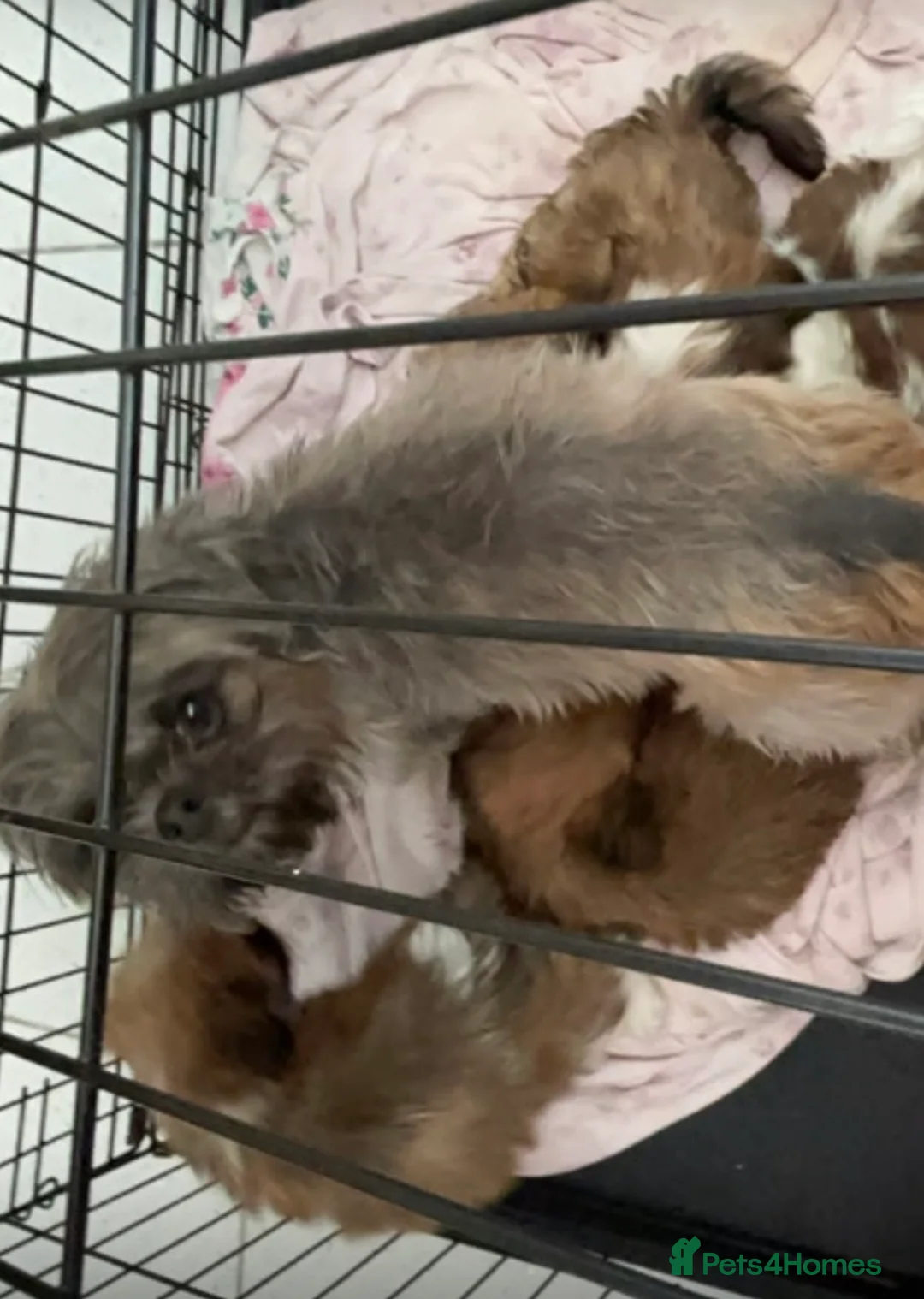 Shih Tzu dogs for sale: Shih tzu puppies  - Advert 1