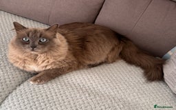 Ragdoll cats for sale: Loving Ragdoll Cats Looking for a New Home £500 in Bolton - Image 11