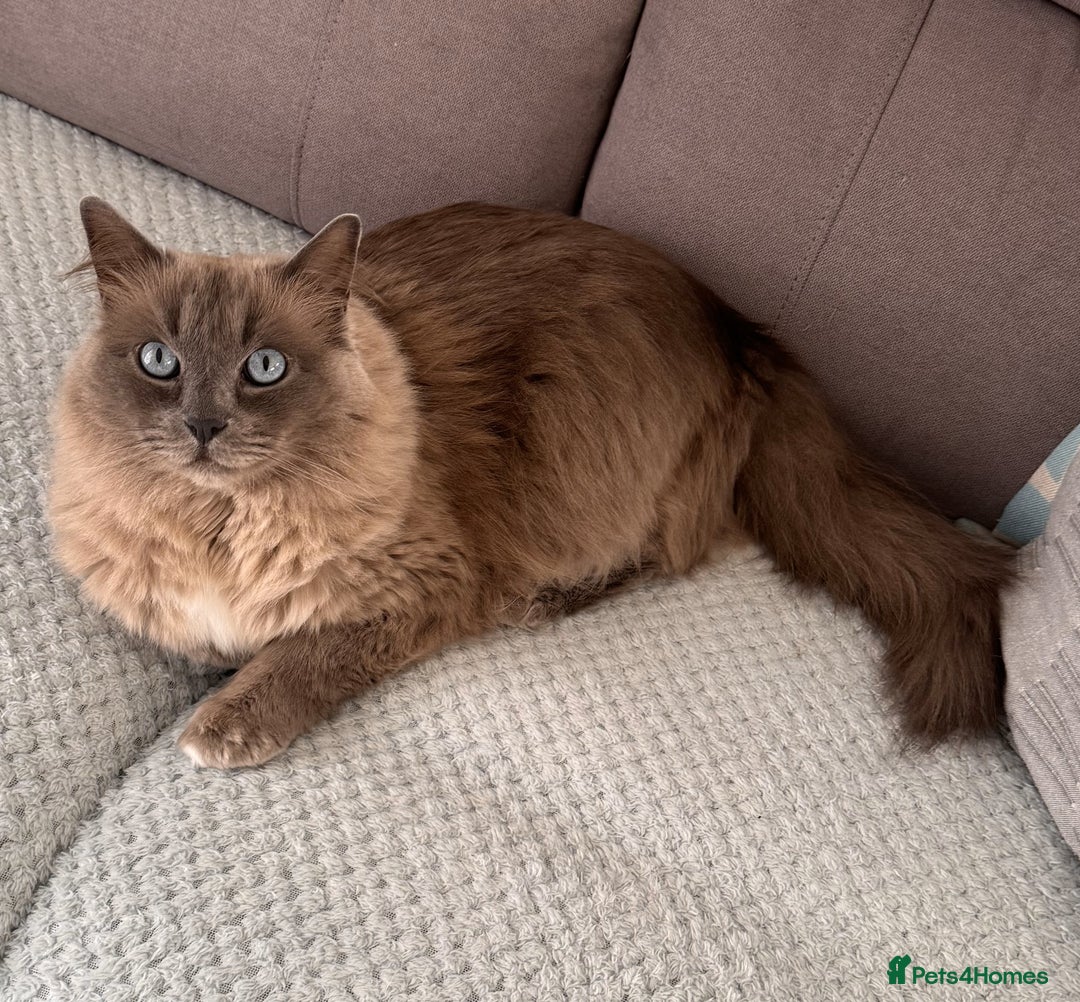 Ragdoll cats for sale: Loving Ragdoll Cats Looking for a New Home £500 in Bolton - Image 11