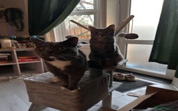 Domestic Shorthair cats for sale: Kittens ready to find their forever home - Image 3