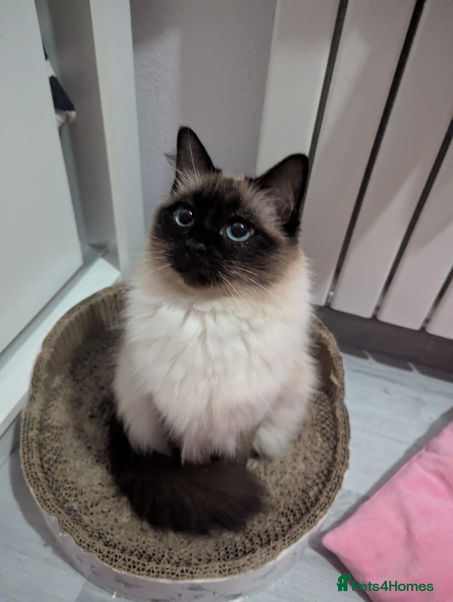 Ragdoll cats Sweet Blue-eyed Ragdoll Kittens  - Advert 3