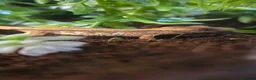 Gecko reptiles for sale: crested gecko babys mixed morphs - Advert 7