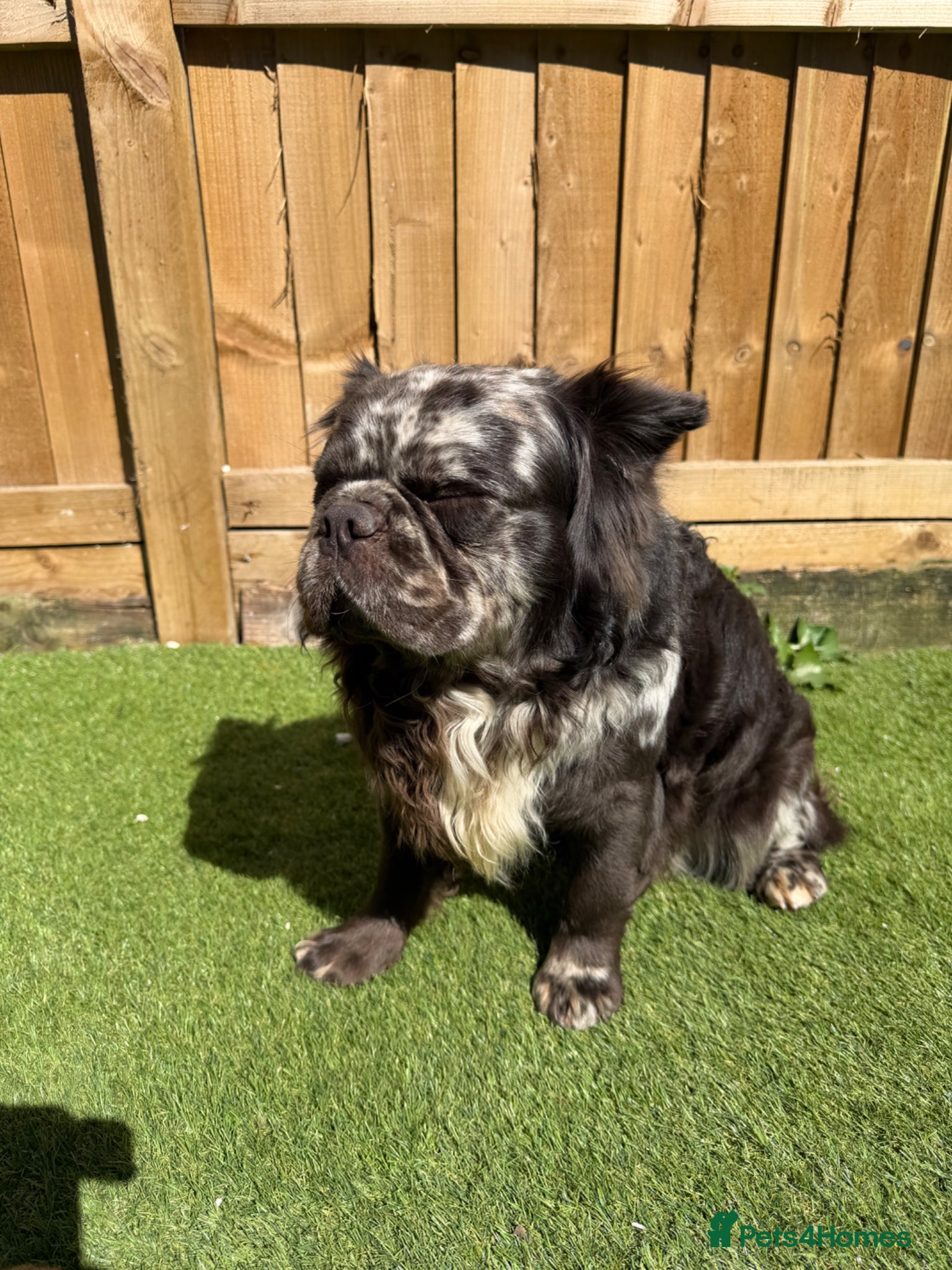 French Bulldog dogs French bulldog long haired  - Advert 1