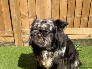 French Bulldog dogs French bulldog long haired - Advert 1