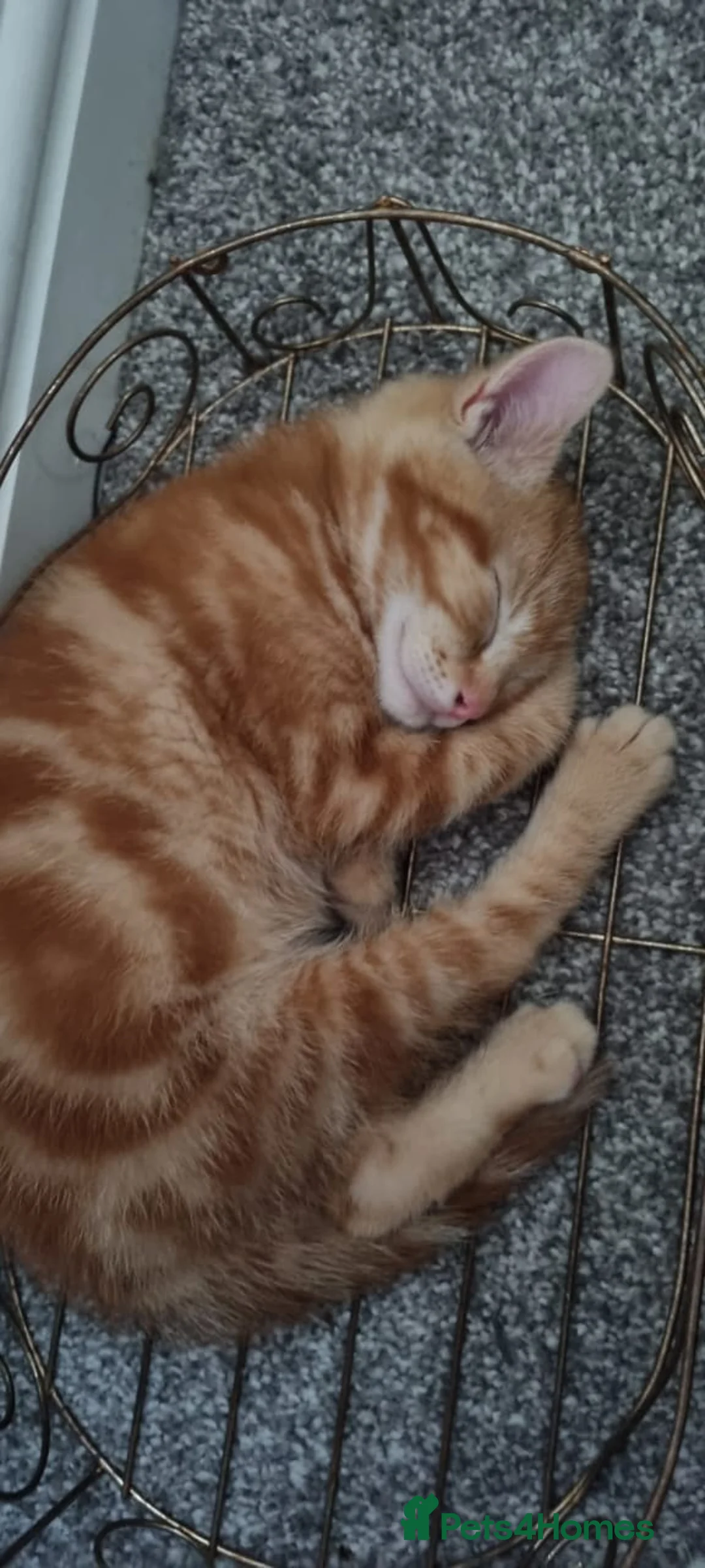 American Shorthair cats for sale: ORANGE SHORTHAIR KITTEN - Advert 2