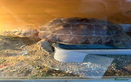 Tortoise reptiles for sale: Sulcata and Red Food Tortoise  - Advert 1