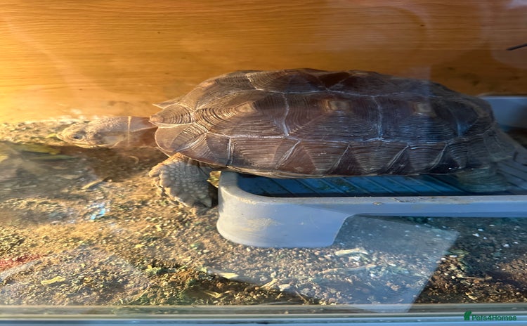 Tortoise reptiles Sulcata and Red Food Tortoise  - Advert 1
