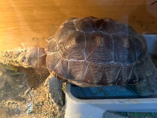 Tortoise reptiles Sulcata and Red Food Tortoise - Advert 1