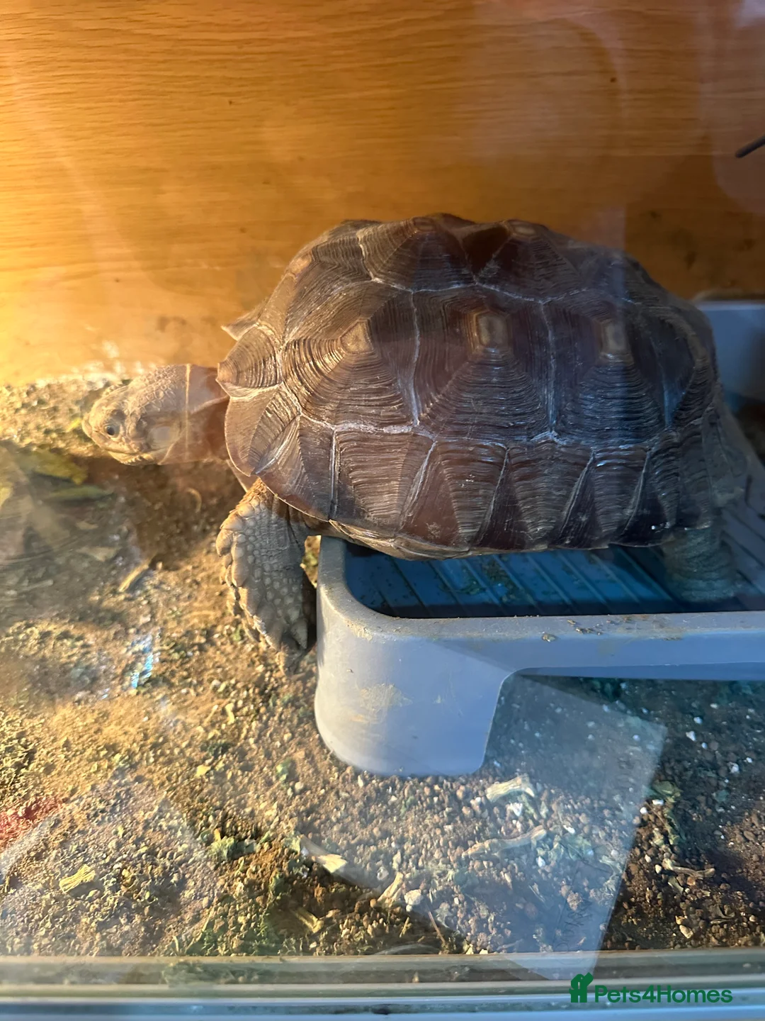 Tortoise reptiles for sale: Sulcata and Red Food Tortoise  - Advert 4