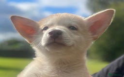 Mixed Breed dogs for sale: German Shepherd cross Malamute Puppies Ready Now  - Image 3