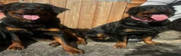 Rottweiler dogs for stud: Rottweiler at stud ( long haired )  - Advert 16